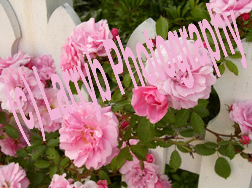 Pink roses on white picket fence, Comox Valley, B.C., CA by Larry B Photography
