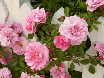 Pink roses on white picket fence, Comox, BC, CA...by professional photographer Larryb