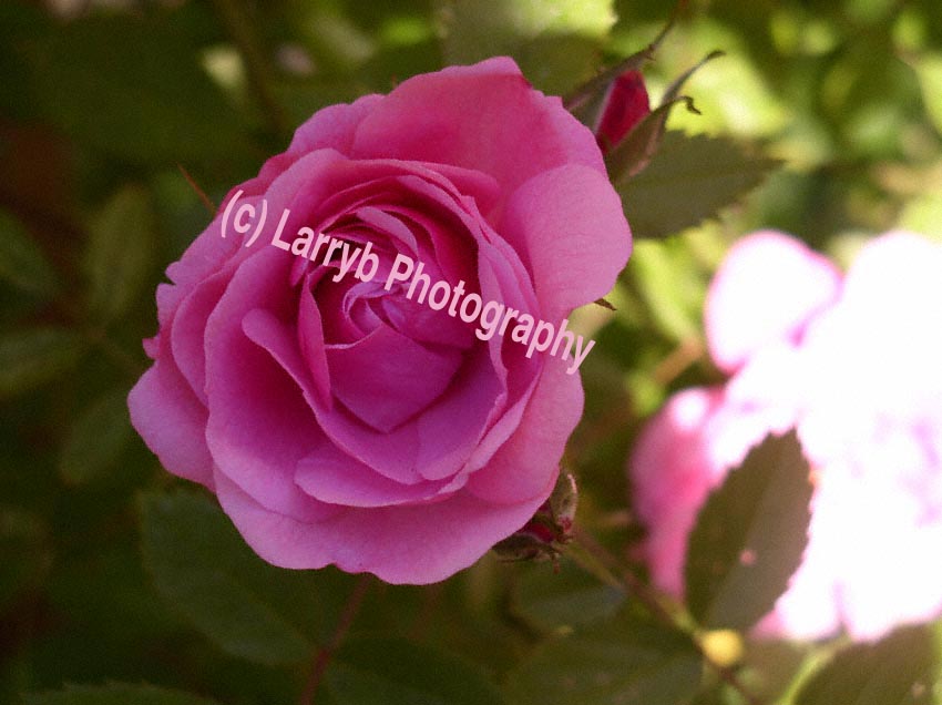 Pink Rose of Comox Valley, B.C., CA by Larry B Photography